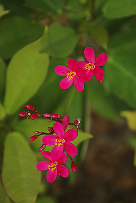 포토 JPG 해외이미지 식물 계절 꽃 분홍색 잎 꽃무늬 자연 새로움 사람없음 초록색 노란색 봄 신선 5 깊이 해외202004 해외포토 컬러 컨셉 무늬 숫자 생태계 파일형식 이미지허브