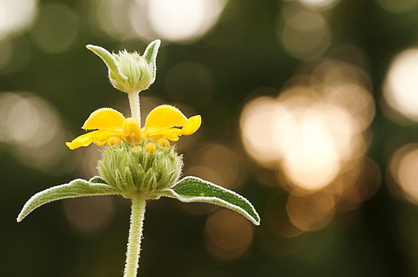 포토 JPG 해외이미지 식물 꽃 잎 자연 사람없음 장식 초록색 빛 노란색 고립 세이지 해외202004 해외포토 컬러 생태계 파일형식 이미지허브