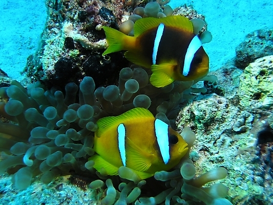 포토 JPG 해외이미지 식물 동물 야생동물 잎 자연 표면 어류 사람없음 물 반사 수중 광대 투명 스노클링 산호 잠수부 다이빙 암초 동물상 아네모네 해외202004 해외포토 자연요소 꽃 조형물 수영 수중동물 수상스포츠 자포동물 전문직 생태계 수중스포츠 파일형식 이미지허브