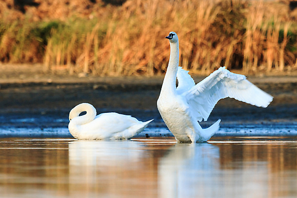 포토 JPG 해외이미지 주간 호수 두마리 사람없음 야외 백조 날갯짓 해외202004 해외포토 자연요소 2 조류 파일형식 이미지허브