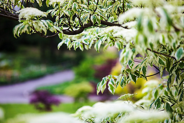 포토 JPG 해외이미지 나무 식물 공원 열매 꽃잎 꽃 백그라운드 잎 자연 사람없음 야외 장식 초록색 머리 정원 봄 벚꽃 흰색 나뭇가지 신선 개화 체리 숲 발사 관목 원예 세련 해외202004 해외포토 계절 공공시설 컬러 과일 취미 신체부위 생태계 파일형식 이미지허브