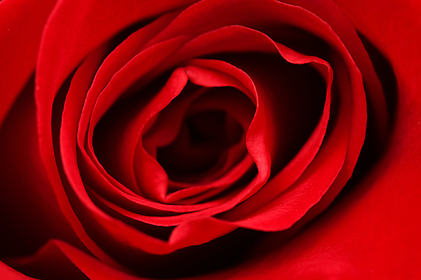 포토 JPG 해외이미지 스튜디오촬영 꽃잎 꽃 사람없음 빨간색 장미 닫기 정물화 해외202004 해외포토 식물 컬러 모션 실내 그림 파일형식 이미지허브