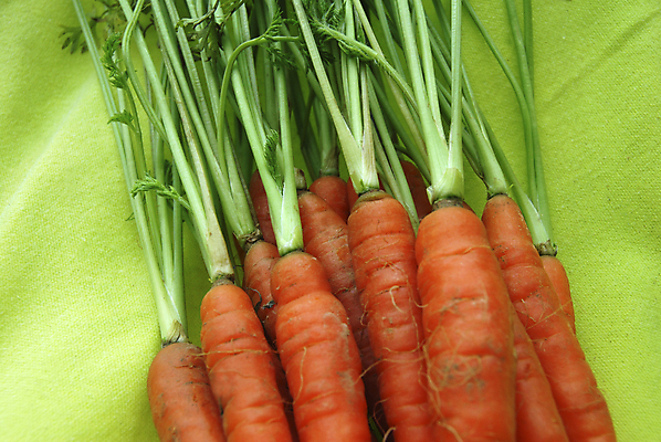 포토 JPG 해외이미지 길 음식 줄기 채소 과일 비즈니스 자연 건강 사람없음 초록색 여름 당근 시장 큼 다발 먹기 싱글 날것 심플 길이 숙성 채식주의자 해외202004 해외포토 식물 계절 컬러 모션 뿌리채소 크기 생태계 채식 파일형식 이미지허브