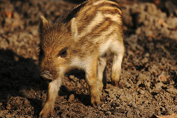 포토 JPG 해외이미지 동물 야생동물 새끼 포유류 자연 바닥 사람없음 갈색 줄무늬 돼지 먼지 점토 진흙 해외202004 해외포토 컬러 무늬 생태계 파일형식 이미지허브