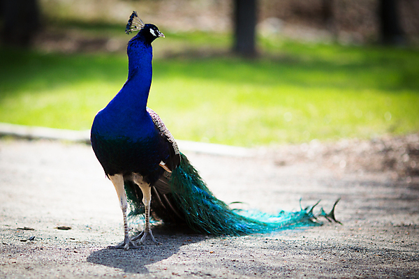 포토 JPG 해외이미지 동물 1 남자 야생동물 여행 백그라운드 패턴 오렌지 자연 조류 왕관 동물원 서기 사람없음 야외 가로 초록색 파란색 컬러풀 머리 활발 화려 우아함 공작 인도인 깃털 묘사 꼬리 부리 목 보여주기 꿩 멀티 터키석 해외202004 해외포토 외국인 컬러 컨셉 무늬 과일 모션 사람 동양인 신체부위 보석 생태계 파일형식 이미지허브