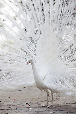 포토 JPG 해외이미지 1 공원 남자 야생동물 백그라운드 패턴 자연 조류 사람없음 야외 장식 가로 세로 컬러풀 머리 침묵 활발 펼침 흰색 우아함 공작 전시회 깃털 묘사 꼬리 부리 목 보여주기 꿩 고립 해외202004 해외포토 동물 공공시설 컬러 컨셉 무늬 모션 사람 신체부위 소리 전시 생태계 파일형식 이미지허브