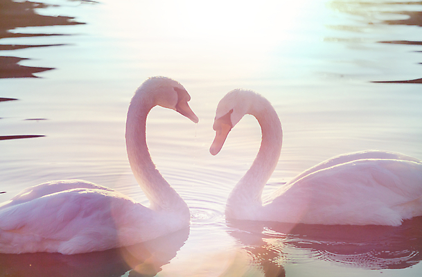 포토 JPG 해외이미지 주간 호수 두마리 사람없음 야외 빛 백조 해외202004 해외포토 자연요소 2 조류 파일형식 이미지허브