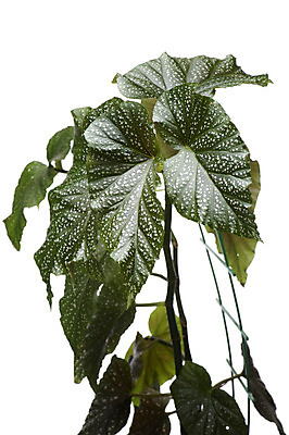 포토 JPG 해외이미지 식물 꽃 백그라운드 잎 자연 사람없음 초록색 빛 정원 흰색 신선 오브젝트 유기농 내추럴 고립 해외202004 해외포토 웰빙 컬러 생태계 파일형식 이미지허브