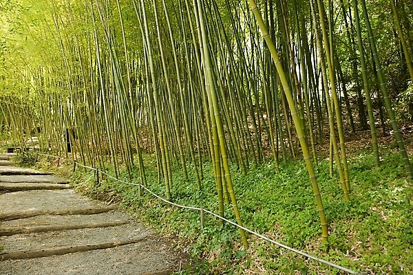 포토 JPG 해외이미지 나무 식물 공원 선 자연 동양인 사람없음 야외 초록색 물 여름 강 반사 평화 정원 일본 맑음 침묵 고요 연못 대나무 명상 아치 조경 캘리포니아 내추럴 해외202004 해외포토 자연요소 계절 공공시설 아시아 컬러 컨셉 날씨 인종 미국 소리 생태계 파일형식 이미지허브