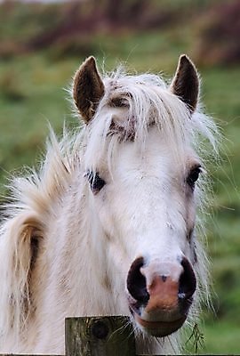 포토 JPG 해외이미지 동물 1 포유류 모션 자연 사람없음 울타리 농장 머리 회색 자유 흰색 시골 승마 닫기 속도 갈기 조랑말 고립 해외202004 해외포토 스포츠 컬러 컨셉 농업 신체부위 담장 말_동물 생태계 파일형식 이미지허브