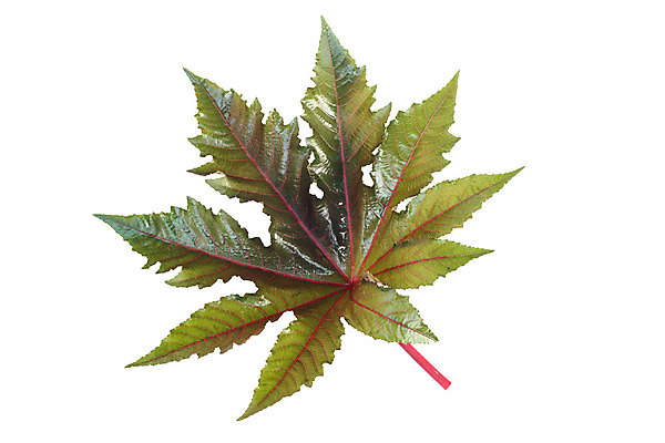 포토 JPG 해외이미지 나무 식물 계절 공원 백그라운드 잎 자연 건조 풍경 사람없음 야외 장식 초록색 여름 노란색 우주 정원 봄 가을 흰색 나뭇가지 차 숲 질감 내추럴 고립 대패 떠남 해외202004 해외포토 공공시설 음료 컬러 모션 생태계 파일형식 이미지허브