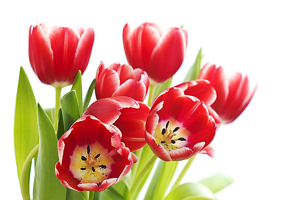 포토 JPG 해외이미지 식물 꽃잎 꽃 줄기 꽃다발 컨셉 잎 꽃무늬 자연 엄마 부활절 기념 발렌타인데이 선물 사랑 사람없음 장식 빨간색 초록색 정원 봄 튤립 벚꽃 흰색 인사 신선 신용카드 클래식 우아함 성자 다발 배열 꽃집 활 매듭 내추럴 해외202004 해외포토 계절 기념일 감정 종교 컬러 무늬 가족 데이이벤트 금융 상점 예절 생태계 파일형식 이미지허브