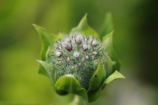 포토 JPG 해외이미지 식물 동물 꽃잎 꽃 야생동물 곤충 백그라운드 잎 꽃무늬 밭 날개 자연 건강 사람없음 초록색 여름 컬러풀 노란색 정원 보라색 봄 흰색 작업 달콤 벌 허브 싱글 꽃가루 꿀 내추럴 해외202004 해외포토 계절 컬러 무늬 농업 맛 가루 생태계 파일형식 이미지허브