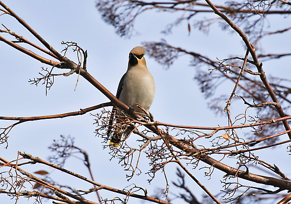 포토 JPG 해외이미지 나무 식물 동물 1 계절 공원 열매 야생동물 음식 겨울 날개 자연 조류 하늘 산 씨앗 사람없음 야외 빨간색 갈색 노란색 정원 추위 나뭇가지 숲 먹기 깃털 서리 재 해외202004 해외포토 공공시설 컬러 모션 생태계 파일형식 이미지허브