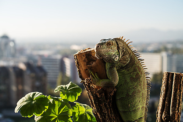 포토 JPG 해외이미지 동물 한마리 응시 남자 조각 포즈 파충류 휴식 생물 양서류 사람없음 야외 목재 초록색 반려동물 햇빛 태양 가축 용 관찰 손목시계 도마뱀 이구아나 리빙 몬스터 발톱 이국적 해외202004 해외포토 자연요소 나무 1 시선 시계 컬러 컨셉 재료 장신구 모션 발 사람 파일형식 이미지허브