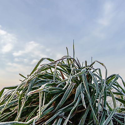 포토 JPG 해외이미지 식물 계절 공원 꽃 백그라운드 잎 밭 농업 자연 날씨 풍경 잔디 사람없음 야외 초록색 빛 햇빛 태양 농장 노란색 환경 정원 맑음 냉동 일몰 봄 추위 성장 흰색 시골 신선 낟알 땅 허브 서리 내추럴 땅바닥 생태학 해외202004 해외포토 자연요소 공공시설 교육 산업 컬러 바닥 노을 생태계 파일형식 이미지허브