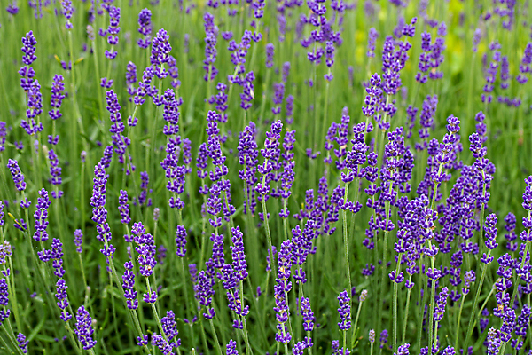 포토 JPG 해외이미지 식물 꽃 백그라운드 밭 재료 자연 사람없음 여름 약 정원 계곡 보라색 궁전 프랑스 시골 허브 향수 향기 냄새 아로마 향 아로마테라피 라벤더 내추럴 프랑스어 프로방스 해외202004 해외포토 문자 계절 유럽 컬러 고건축 농업 의학 화장품 생태계 테라피 파일형식 이미지허브