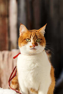 포토 JPG 해외이미지 동물 응시 시선 포즈 겨울 자연 날씨 휴식 털 앉기 취미 사람없음 빨간색 반려동물 맑음 냉동 고양이 흰색 관찰 떨어짐 가죽 집중 손목시계 호기심 준비 시력 사냥 오르기 공지사항 솜털 총구 해외202004 해외포토 계절 감정 시계 컬러 컨셉 장신구 포유류 모션 생태계 파일형식 이미지허브