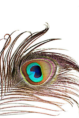 포토 JPG 해외이미지 동물 디자인 야생동물 백그라운드 패턴 자연 조류 미술 사람없음 장식 초록색 파란색 컬러풀 농장 우주 흰색 황금 우아함 공작 깃털 묘사 호기심 꼬리 솜털 고립 엘리먼트 이국적 터키석 카피스페이스 해외202004 해외포토 감정 컬러 컨셉 무늬 농업 문화예술 공백 보석 생태계 파일형식 이미지허브