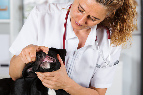 포토 JPG 해외이미지 동물 백인 직업 여자 새끼 유니폼 청진기 노동자 병원 한명 사람 반려동물 약 듣기 고통 간호사 의사 잡기 입 개 강아지 치아 무서움 테리어 문서 사냥개 수의사 송곳니 돌봄 해외202004 해외포토 서양인 1 옷 감정 포유류 의학 의료기기 모션 신체부위 의료진 소화기관 파일형식 이미지허브