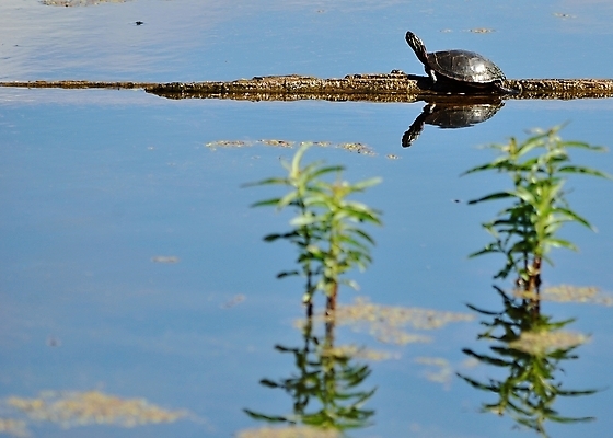 포토 JPG 해외이미지 동물 야생동물 자연 양서류 사람없음 야외 거북이 습지 동물상 해외202004 해외포토 파충류 조형물 생태계 파일형식 이미지허브