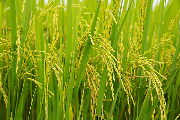 포토 JPG 해외이미지 식물 계절 아시아 음식 백그라운드 잎 밭 농업 자연 하늘 밥 동양인 풍경 사람없음 야외 초록색 파란색 농작물 농장 노란색 수확 흰색 시골 내추럴 숙성 해외202004 해외포토 나라 산업 컬러 인종 생태계 파일형식 이미지허브