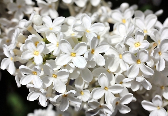 포토 JPG 해외이미지 나무 식물 계절 꽃 꽃다발 백그라운드 잎 꽃무늬 자연 추상 건강 선물 경사 사람없음 장식 컬러풀 우주 정원 스파 봄 흰색 축하 신선 신용카드 개화 닫기 떨어짐 소프트포커스 5월 다발 향수 묘사 보케 냄새 부드러움 아로마테라피 라일락 해외202004 해외포토 컬러 컨셉 무늬 모션 촬영기법 금융 화장품 감각 날짜 생태계 테라피 파일형식 이미지허브