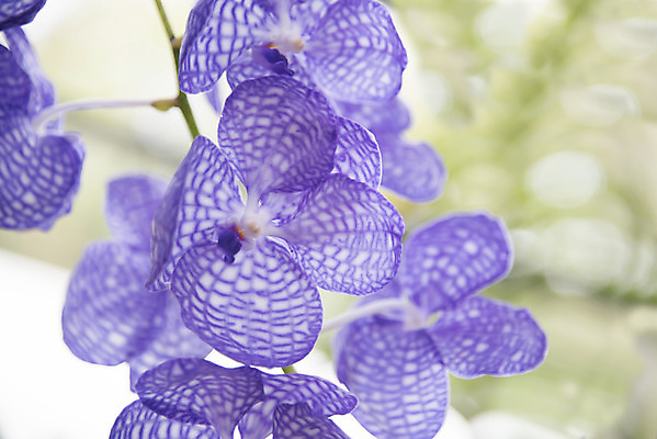 포토 JPG 해외이미지 식물 디자인 꽃잎 꽃 분홍색 꽃다발 잎 꽃무늬 패턴 자연 추상 사람없음 장식 환경 정원 보라색 봄 벚꽃 흰색 나뭇가지 시골 난초 우아함 닫기 배열 제비꽃 네덜란드 보케 호접란 향 내추럴 해외202004 해외포토 나무 계절 유럽 컬러 컨셉 무늬 모션 생태계 파일형식 이미지허브