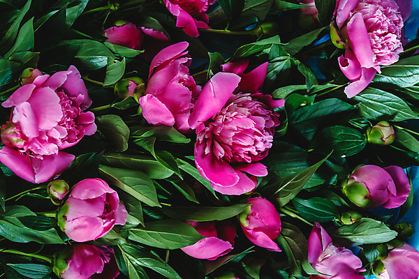 포토 JPG 해외이미지 식물 디자인 꽃잎 꽃 분홍색 꽃다발 결혼 백그라운드 꽃무늬 자연 휴가 선물 사랑 사람없음 장식 빨간색 초록색 여름 컬러풀 우주 정원 꽃병 보라색 검은색 축제 어둠 봄 수확 벚꽃 흰색 축하 신선 신용카드 개화 우아함 다발 복고 아로마 작약 정물화 해외202004 해외포토 계절 감정 컬러 컨셉 무늬 농업 이벤트 금융 그림 생태계 파일형식 이미지허브