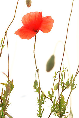 포토 JPG 해외이미지 식물 꽃잎 꽃 줄기 백그라운드 밭 농업 자연 하늘 씨앗 풍경 사람없음 빨간색 여름 세트 태양 농장 우주 맑음 봄 벚꽃 흰색 시골 양귀비 고립 꽃수술 해외202004 해외포토 자연요소 계절 산업 컬러 날씨 생태계 파일형식 이미지허브