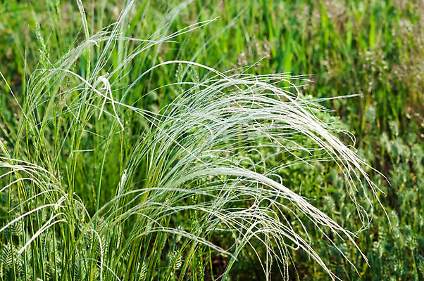포토 JPG 해외이미지 식물 계절 꽃 야생동물 백그라운드 잎 꽃무늬 밭 자연 바람 풍경 사람없음 야외 초록색 여름 파란색 빛 컬러풀 햇빛 태양 농장 노란색 맑음 봄 성장 시골 신선 깃털 질감 부드러움 솜털 내추럴 웅장함 해외202004 해외포토 자연요소 동물 컬러 무늬 농업 날씨 감각 생태계 파일형식 이미지허브