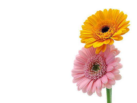 포토 JPG 해외이미지 식물 꽃 줄기 분홍색 백그라운드 오렌지 발렌타인데이 선물 사람없음 초록색 컬러풀 노란색 귀여움 봄 벚꽃 흰색 신선 개화 닫기 큼 묘사 원예 데이지 꽃가루 거베라 고립 넘어짐 해외202004 해외포토 계절 컬러 컨셉 과일 모션 데이이벤트 취미 크기 가루 파일형식 이미지허브