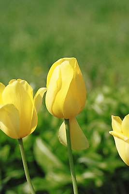 포토 JPG 해외이미지 식물 계절 공원 꽃 꽃다발 잎 꽃무늬 밭 자연 사람없음 야외 빨간색 컬러풀 봄 줄무늬 튤립 신선 싱글 내추럴 해외202004 해외포토 공공시설 컬러 무늬 농업 생태계 파일형식 이미지허브