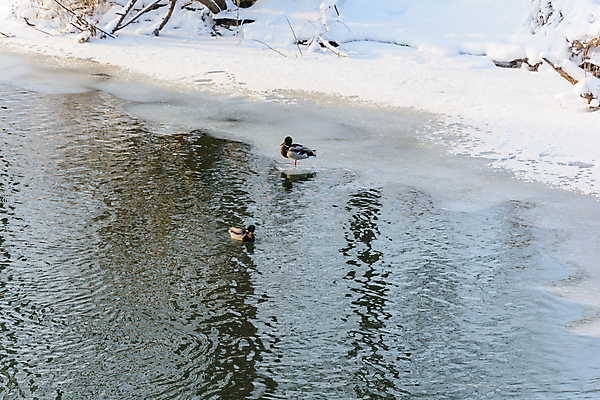 포토 JPG 해외이미지 구름 계절 겨울 자연 하늘 날씨 오리 풍경 사람없음 강 햇빛 태양 냉동 산책 추위 나뭇가지 숲 서리 화창 해외202004 해외포토 자연요소 나무 조류 휴식 생태계 파일형식 이미지허브