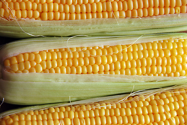 포토 JPG 해외이미지 식물 음식 백그라운드 농업 채소 건강 옥수수 사람없음 초록색 농작물 노란색 껍질 황금 달콤 실크 시리얼 알맹이 날것 줄서기 해외202004 해외포토 산업 컬러 모션 곡류 직물 맛 파일형식 이미지허브