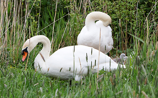 포토 JPG 해외이미지 주간 새끼 여러마리 사람없음 야외 풀 백조 해외202004 해외포토 자연요소 식물 동물 다수 조류 파일형식 이미지허브