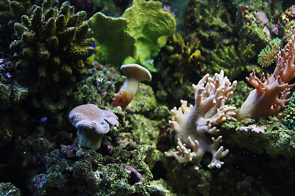 포토 JPG 해외이미지 공원 바다 여행 자연 휴가 사람없음 물 파란색 빛 컬러풀 바닷속 수중 스노클링 산호 잠수부 다이빙 암초 수족관 깊이 아네모네 전국 해외202004 해외포토 자연요소 공공시설 꽃 컬러 수영 수상스포츠 자포동물 전문직 생태계 수중스포츠 파일형식 이미지허브