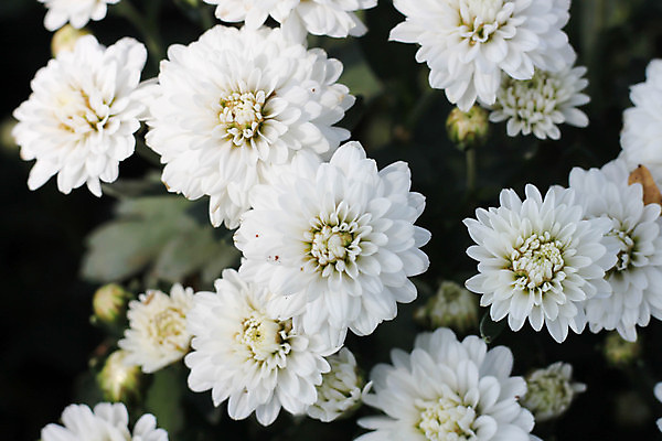 포토 JPG 해외이미지 식물 계절 꽃잎 꽃 분홍색 백그라운드 꽃무늬 오렌지 자연 추상 사람없음 초록색 여름 컬러풀 노란색 정원 봄 튤립 성장 벚꽃 흰색 신선 닫기 묘사 데이지 거베라 내추럴 많음 해외202004 해외포토 컬러 컨셉 무늬 과일 모션 생태계 파일형식 이미지허브