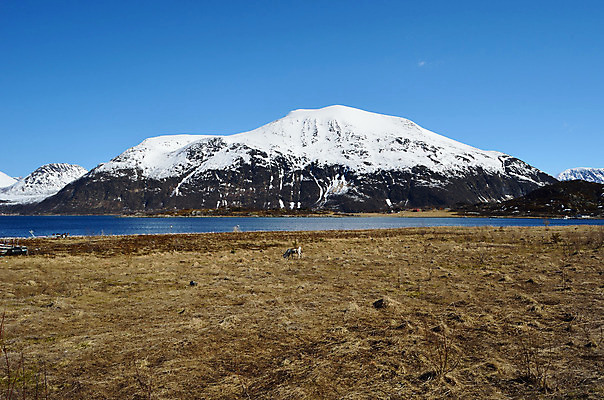 포토 JPG 해외이미지 동물 계절 남자 야생동물 바다 백그라운드 밭 포유류 자연 산 털 뿔 노르웨이 풍경 사람없음 야외 초록색 갈색 봄 시골 원형 황무지 방목 모피 북극 북쪽 내추럴 순록 신발장 해외202004 해외포토 도형 유럽 컬러 농업 사람 축산업 극지방 방향 생태계 파일형식 이미지허브