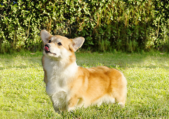 포토 JPG 해외이미지 동물 응시 공원 행복 장난 포유류 털 건강 잔디 사람없음 빨간색 반려동물 갈색 정원 가축 우정 활발 코트 흰색 표현 개 간 귀 여우 송곳니 난쟁이 경보 기르기 동반자 복종 신앙심 유래 지능 직진 충실 해외202004 해외포토 식물 시선 공공시설 감정 컬러 컨셉 신체부위 친구 외투 장기_의학 치아 돌봄 파일형식 이미지허브