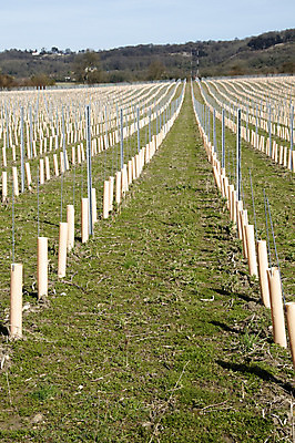 포토 JPG 해외이미지 나무 구름 산업 선 밭 농업 자연 포도 잉글랜드 새로움 건강 풍경 사람없음 야외 초록색 파란색 농작물 태양 농장 와인 봄 수확 성장 시골 신선 유기농 포도밭 포도나무 지역 숙성 양조장 줄서기 해외202004 해외포토 자연요소 식물 웰빙 계절 컬러 컨셉 과일 모션 영국 주류 과일나무 생태계 파일형식 이미지허브