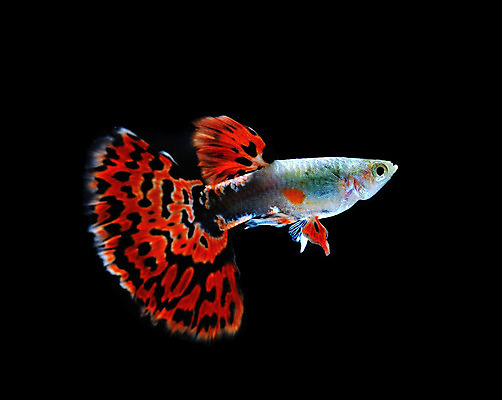 포토 JPG 해외이미지 동물 드레스 백그라운드 이동 오렌지 자연 어류 사람없음 물 반려동물 검은색 수중 수영 희망 신선 공작 꼬리 탱크 수족관 강렬 고립 해외202004 해외포토 자연요소 옷 감정 컬러 컨셉 과일 조류 수중동물 수상스포츠 생태계 파일형식 이미지허브