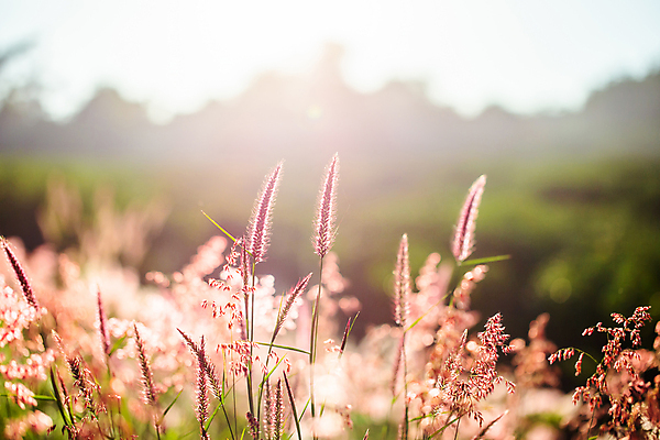 포토 JPG 해외이미지 식물 계절 꽃 백그라운드 밭 자연 하늘 아침 사람없음 야외 초록색 여름 빛 햇빛 태양 노란색 일출 일몰 봄 흰색 블러 해외202004 해외포토 주간 자연요소 컬러 농업 노을 생태계 파일형식 이미지허브