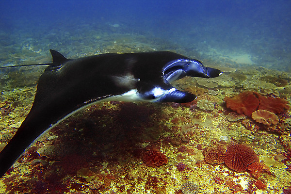 포토 JPG 해외이미지 응시 아시아 바다 여행 날개 태국 휴가 어류 사람없음 빨간색 초록색 파란색 수중 탐험 광선 입 스노클링 큼 먹기 다이빙 발리 인도네시아 발견 숨김 해외202004 해외포토 시선 나라 컬러 섬 컨셉 모션 신체부위 수영 수중동물 수상스포츠 크기 수중스포츠 파일형식 이미지허브