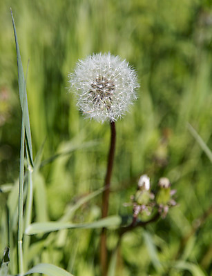포토 JPG 해외이미지 식물 꽃 자연 씨앗 사람없음 민들레 해외202004 해외포토 생태계 파일형식 이미지허브