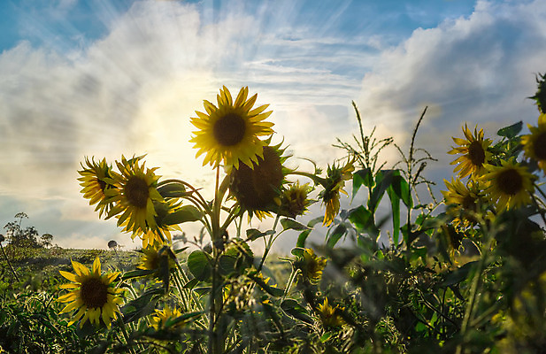 포토 JPG 해외이미지 식물 구름 꽃 음식 밭 농업 자연 하늘 해바라기 사람없음 여름 빛 농장 농경지 일몰 수확 시골 개화 해외202004 해외포토 자연요소 계절 산업 노을 생태계 파일형식 이미지허브
