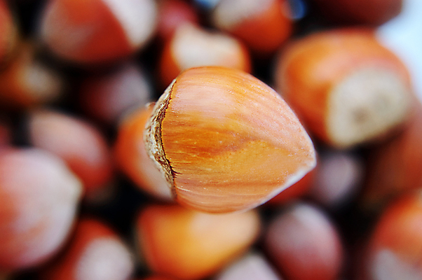 포토 JPG 해외이미지 1 음식 백그라운드 건조 사람없음 갈색 맛 소프트포커스 큼 알맹이 내추럴 많음 개암 해외202004 해외포토 열매 컬러 컨셉 촬영기법 크기 파일형식 이미지허브