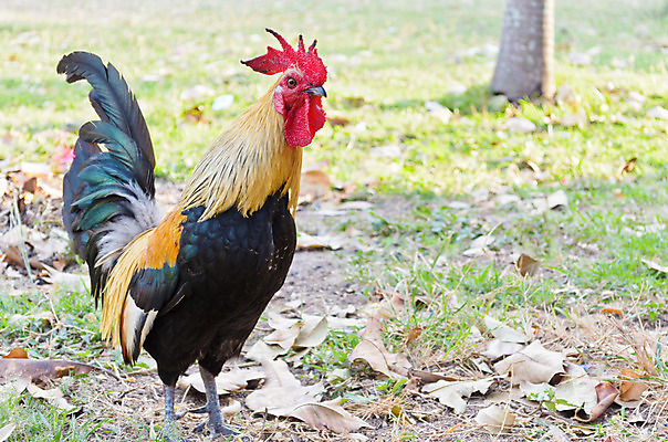 포토 JPG 해외이미지 동물 남자 밭 태국 자연 조류 서기 잔디 사람없음 야외 빨간색 초록색 반려동물 컬러풀 검은색 치킨 미니어처 머리빗 작음 크림 수탉 동물상 땅바닥 무료 해외202004 해외포토 식물 아시아 컬러 농업 모션 바닥 사람 조형물 모형 미용용품 닭 크기 수컷 생태계 닭고기요리 파일형식 이미지허브