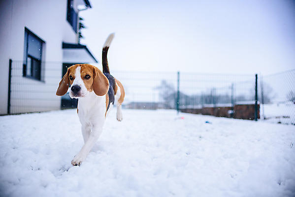 포토 JPG 해외이미지 동물 행복 포즈 겨울 밭 장난 모션 자연 놀이 기술 건강 사람없음 야외 반려동물 장난감 달리기 운동 정원 점프 기쁨 에너지 게임 개 속도 흥분 비글 송곳니 해외202004 해외포토 계절 감정 농업 포유류 치아 생태계 파일형식 이미지허브
