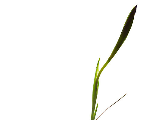 포토 JPG 해외이미지 식물 꽃잎 꽃 줄기 백그라운드 잎 꽃무늬 패턴 자연 유리 기술 사람없음 가로 초록색 파란색 머리 꽃병 보라색 봄 벚꽃 흰색 기구 신선 개화 자르기 오브젝트 싱글 슛 꽃가루 붓꽃 고립 멀티 해외202004 해외포토 계절 컬러 무늬 모션 재질 신체부위 가루 생태계 파일형식 이미지허브